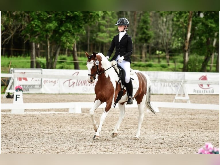 Andra raser Valack 13 år 145 cm Pinto in Lilli