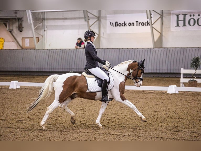 Andra raser Valack 13 år 145 cm Pinto in Lilli