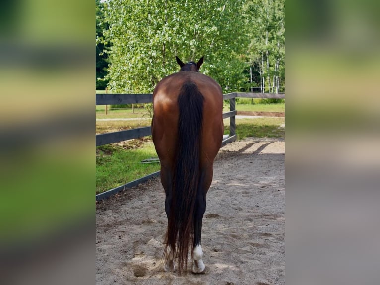 Andra raser Blandning Valack 13 år 163 cm Brun in Peterborough