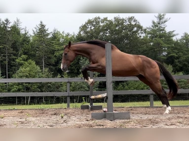 Andra raser Blandning Valack 13 år 163 cm Brun in Peterborough