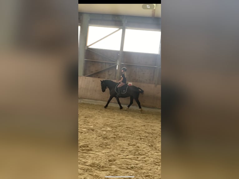 Andra raser Blandning Valack 16 år 143 cm Rökfärgad svart in Leoben