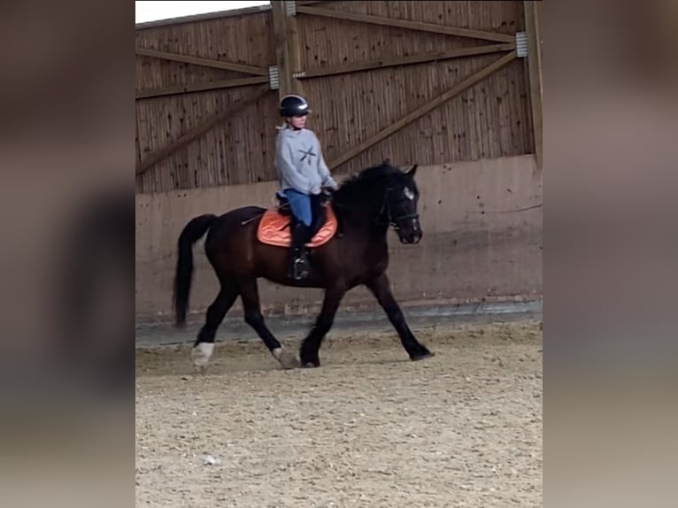 Andra raser Blandning Valack 16 år 143 cm Rökfärgad svart in Leoben