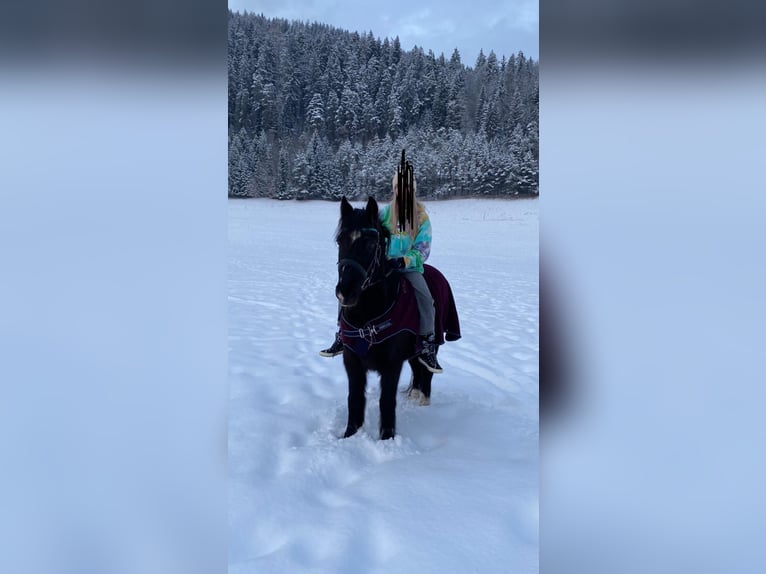 Andra raser Blandning Valack 16 år 143 cm Rökfärgad svart in Leoben