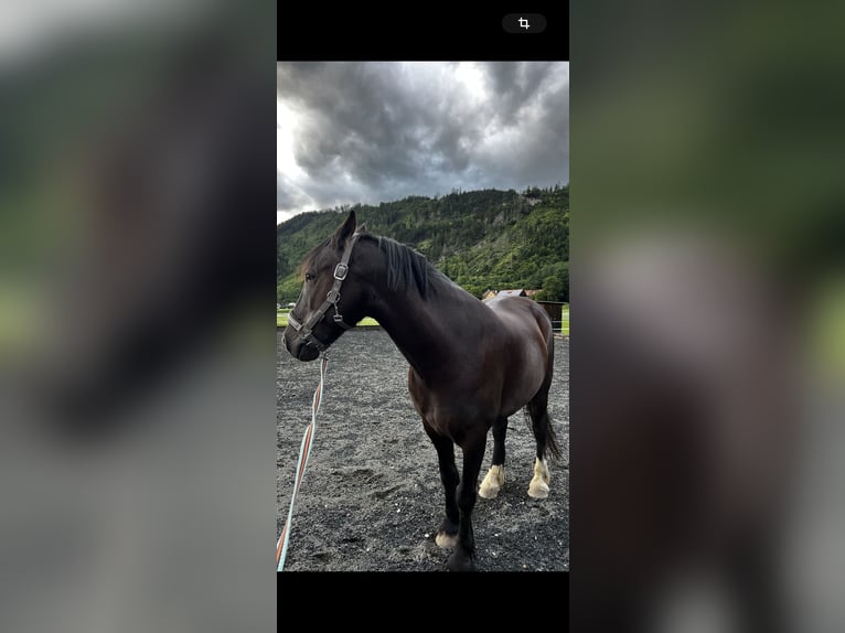 Andra raser Blandning Valack 16 år 143 cm Rökfärgad svart in Leoben