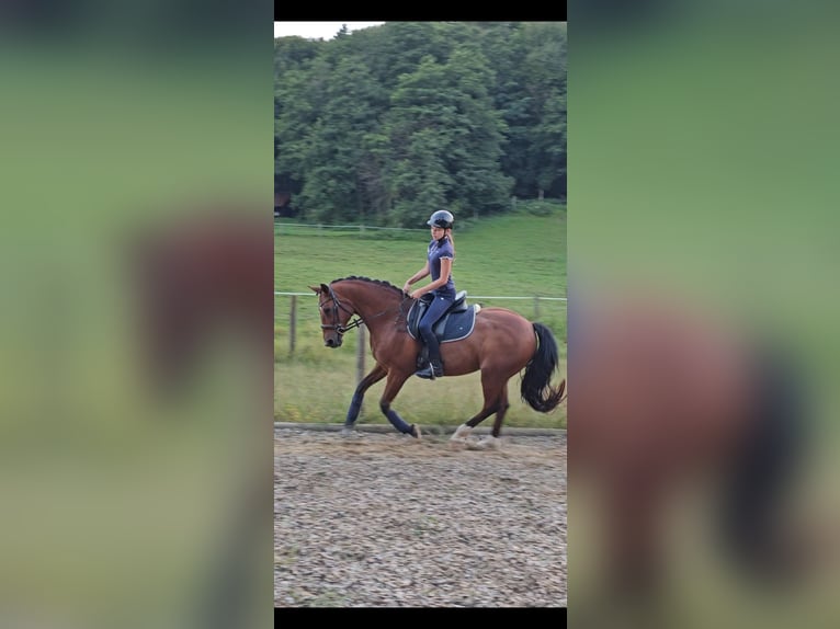 Andra raser Blandning Valack 21 år 152 cm Brun in Minihof-Liebau