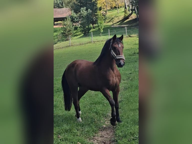 Andra raser Blandning Valack 21 år 152 cm Brun in Minihof-Liebau