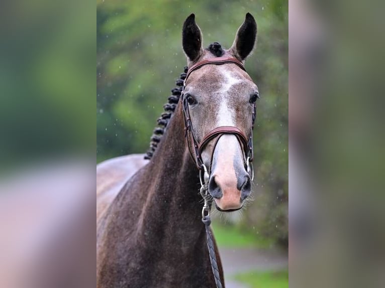 Andra raser Valack 2 år 165 cm in Zele