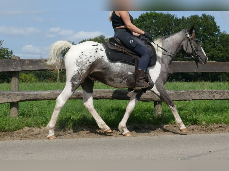 Andra raser Valack 3 år 141 cm Pinto in Lathen