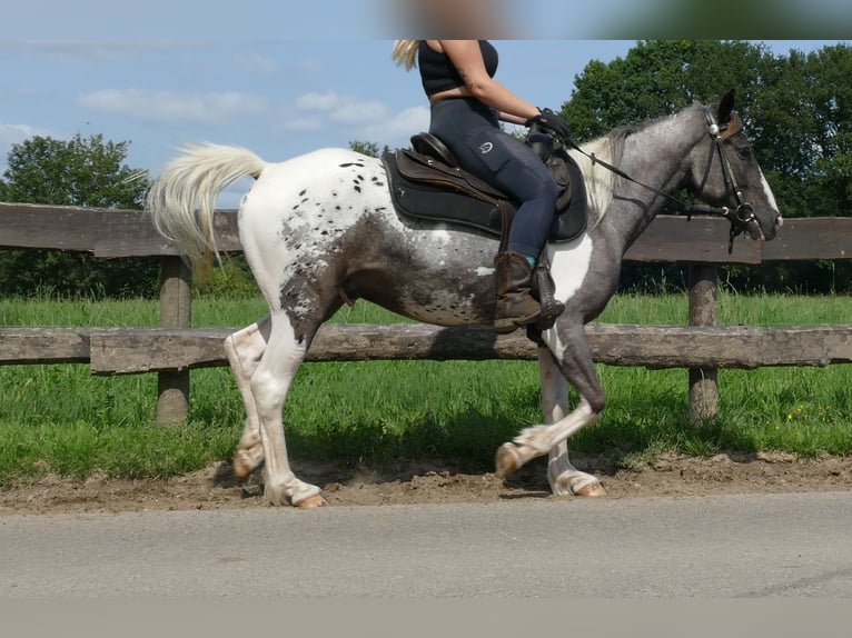 Andra raser Valack 3 år 141 cm Pinto in Lathen