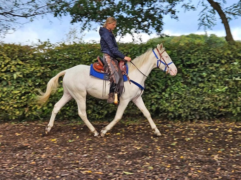 Andra raser Valack 3 år 152 cm Cremello in Linkenbach