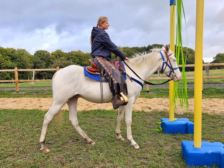 Andra raser Valack 3 år 152 cm Cremello in Linkenbach