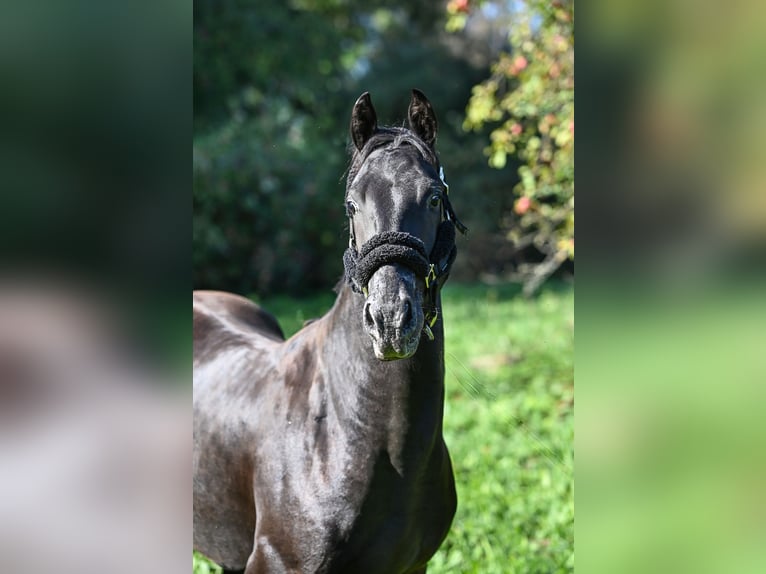 Andra raser Blandning Valack 3 år 156 cm Mörkbrun in Jovariškės