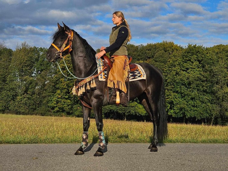 Andra raser Valack 3 år 157 cm Svart in Linkenbach