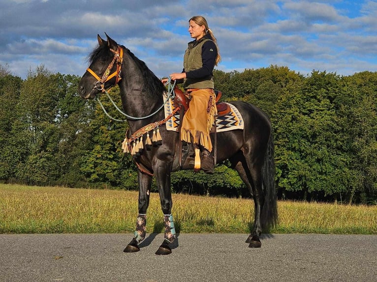 Andra raser Valack 3 år 157 cm Svart in Linkenbach