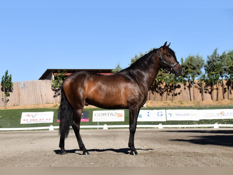 Andra raser Valack 3 år 162 cm Brun in Griñon