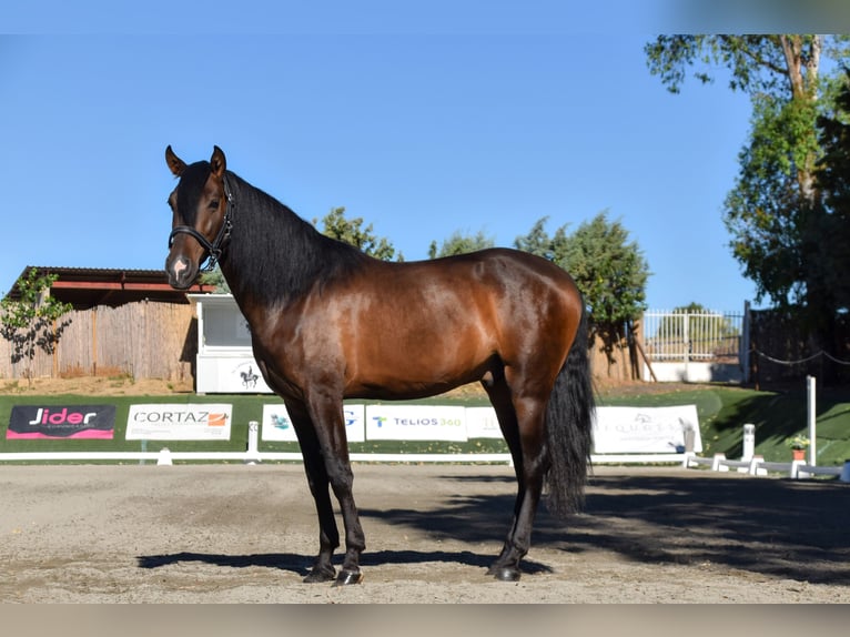 Andra raser Valack 3 år 162 cm Brun in Griñon