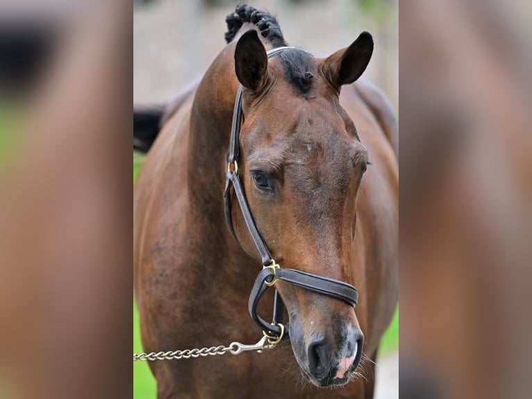 Andra raser Valack 3 år 164 cm in Zele