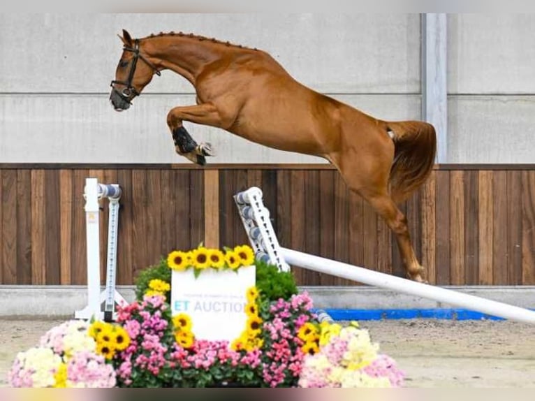 Andra raser Valack 3 år 164 cm in Zele