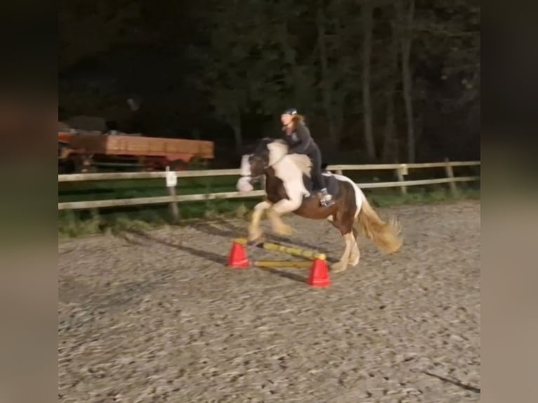 Andra raser Valack 4 år 152 cm Pinto in Kluse