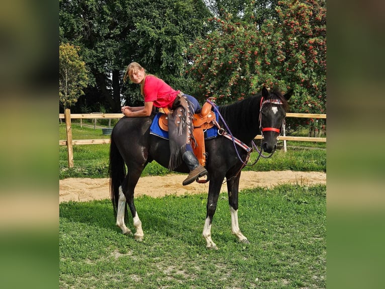 Andra raser Valack 4 år 153 cm Pinto in Linkenbach