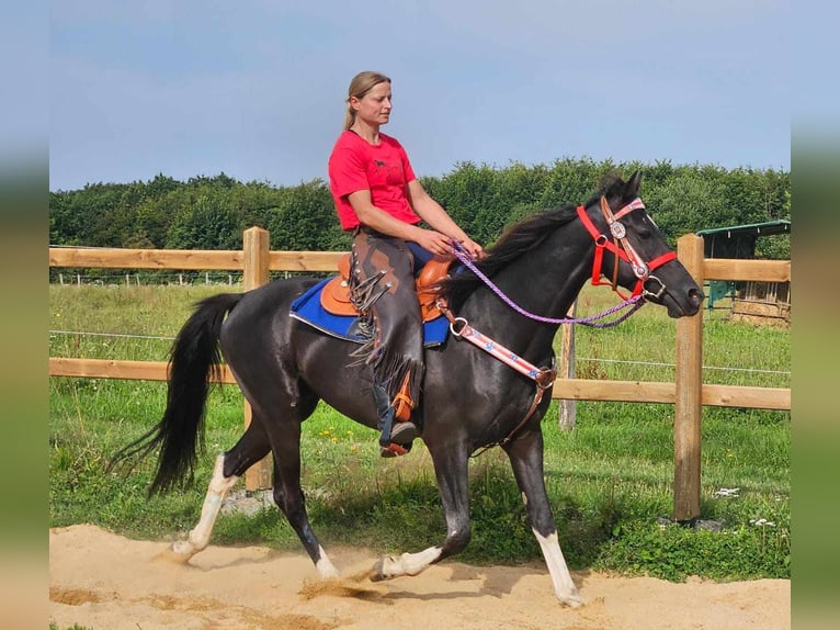 Andra raser Valack 4 år 153 cm Pinto in Linkenbach