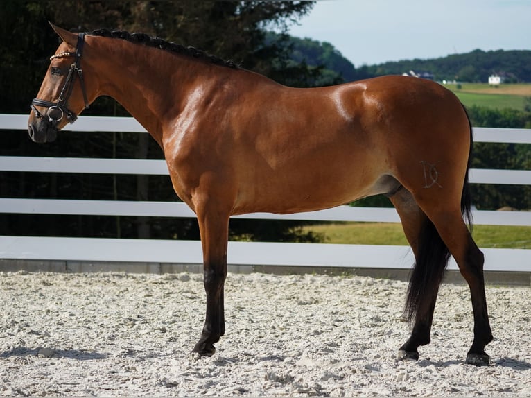 Andra raser Valack 4 år 157 cm Brun in Nettersheim