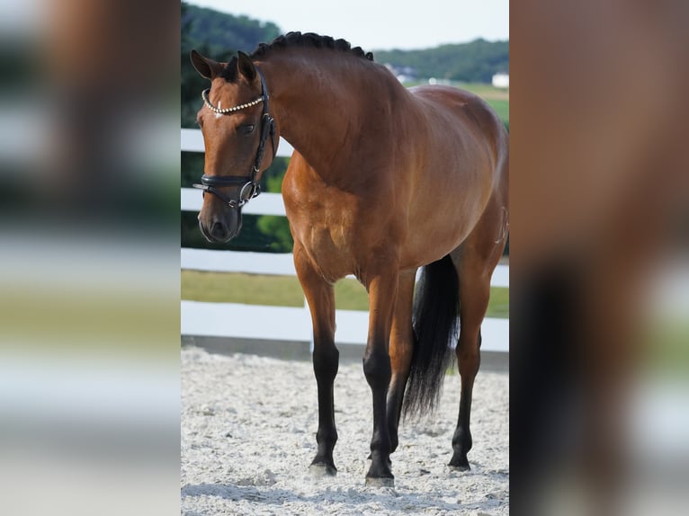 Andra raser Valack 4 år 157 cm Brun in Nettersheim