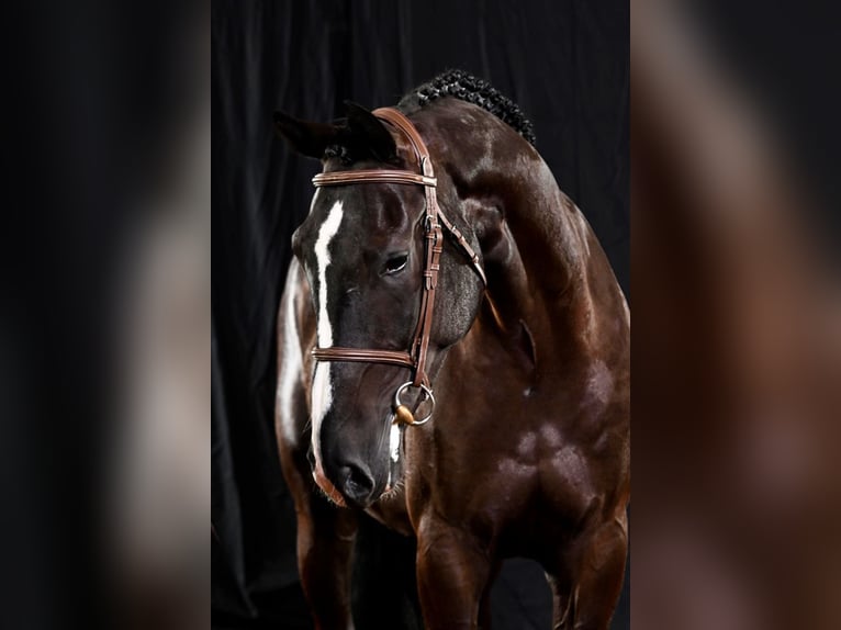 Andra raser Valack 4 år 170 cm Svart in Bladel