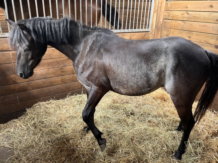 Andra raser Valack 5 år 127 cm Svart in Löningen