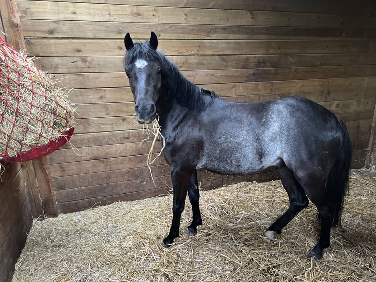 Andra raser Valack 5 år 127 cm Svart in Löningen