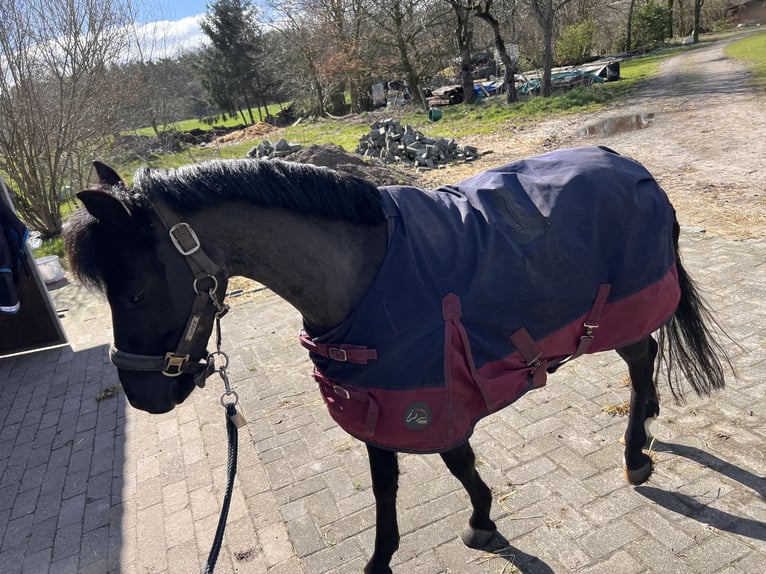 Andra raser Valack 5 år 127 cm Svart in Löningen