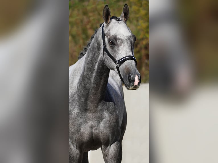 Andra raser Valack 5 år 160 cm Grå-mörk-brun in Nettersheim