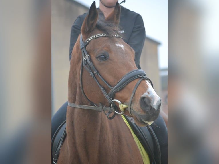 Andra raser Valack 5 år 165 cm Brun in Breda