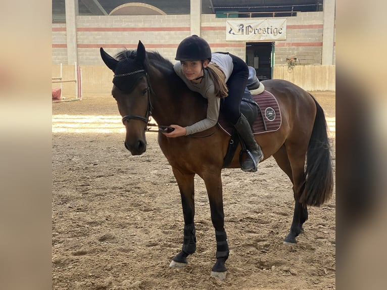 Andra raser Blandning Valack 6 år 144 cm Mörkbrun in Selvazzano Dentro