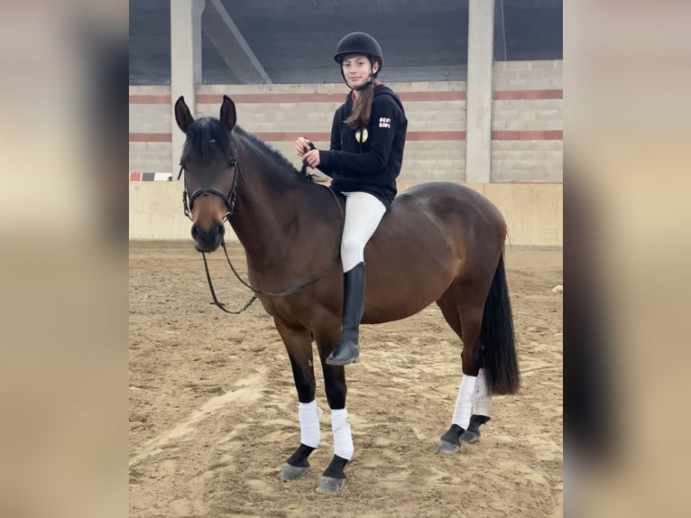 Andra raser Blandning Valack 6 år 144 cm Mörkbrun in Selvazzano Dentro