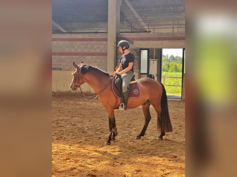 Andra raser Blandning Valack 6 år 144 cm Mörkbrun in Selvazzano Dentro