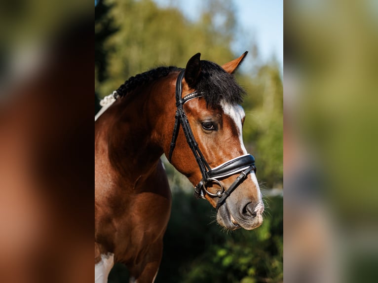 Andra raser Blandning Valack 6 år 144 cm Pinto in Vilnius