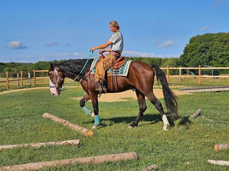 Andra raser Valack 6 år 158 cm Brun in Linkenbach