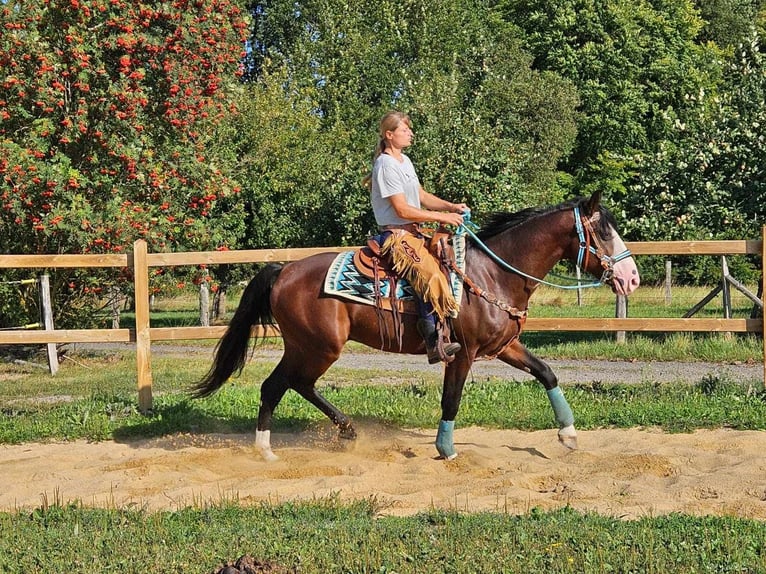 Andra raser Valack 6 år 158 cm Brun in Linkenbach