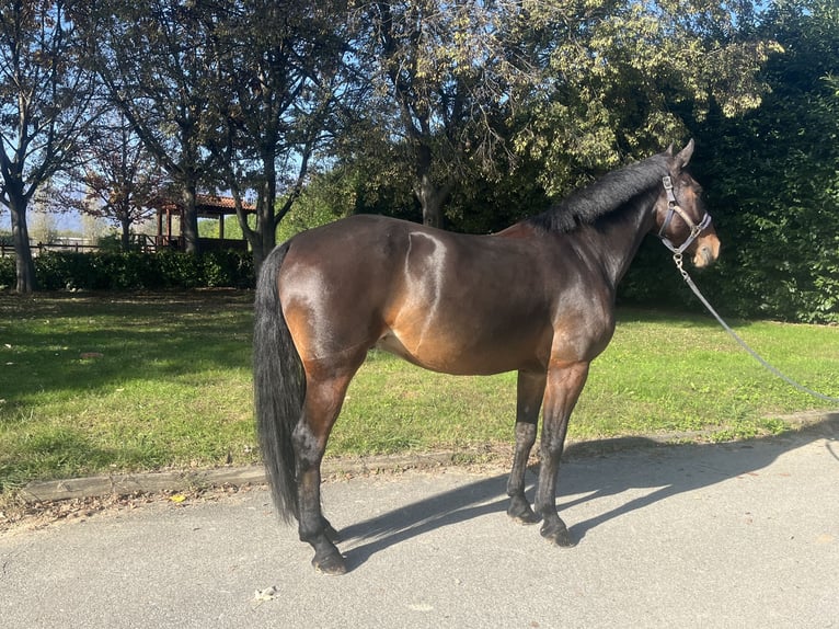 Andra raser Valack 6 år 158 cm Brun in Favria