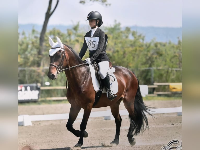 Andra raser Valack 6 år 158 cm Brun in Favria