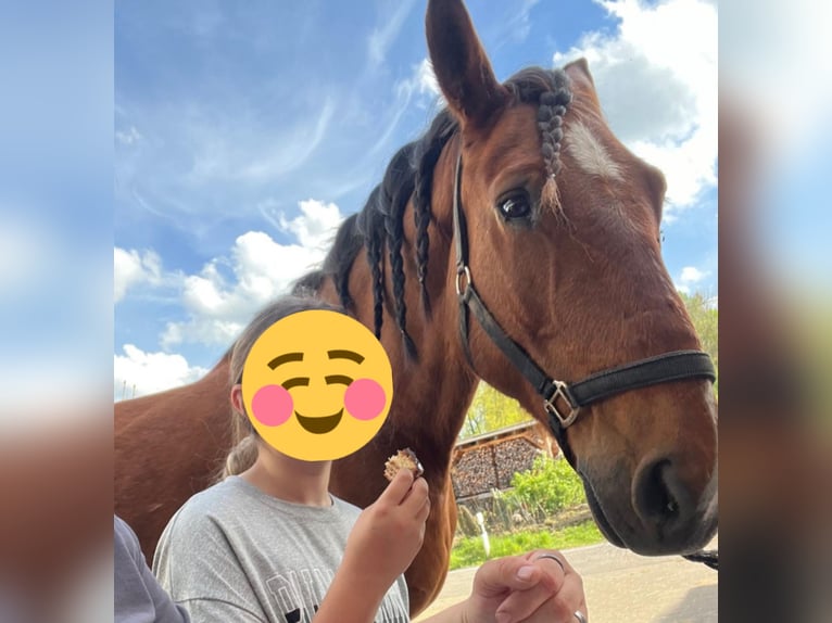 Andra raser Blandning Valack 6 år 163 cm Brun in Gelenau/Erzgebirge