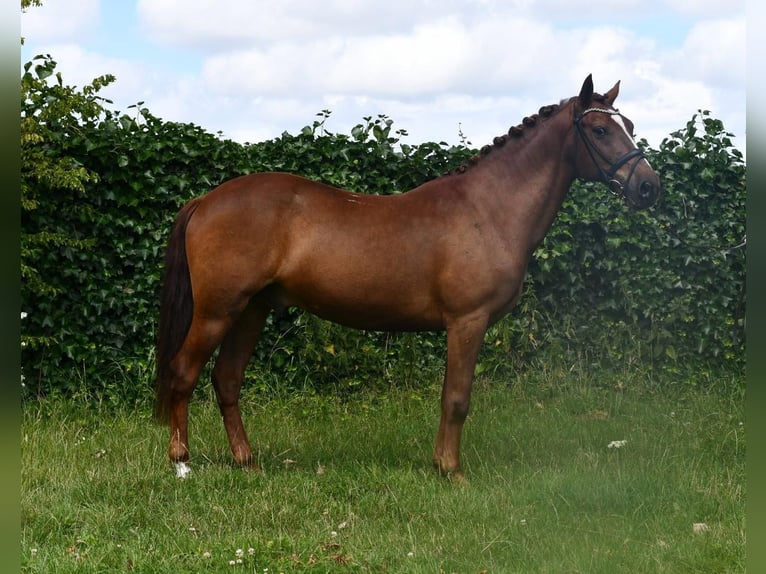 Andra raser Valack 7 år 143 cm fux in GROTE-BROGEL