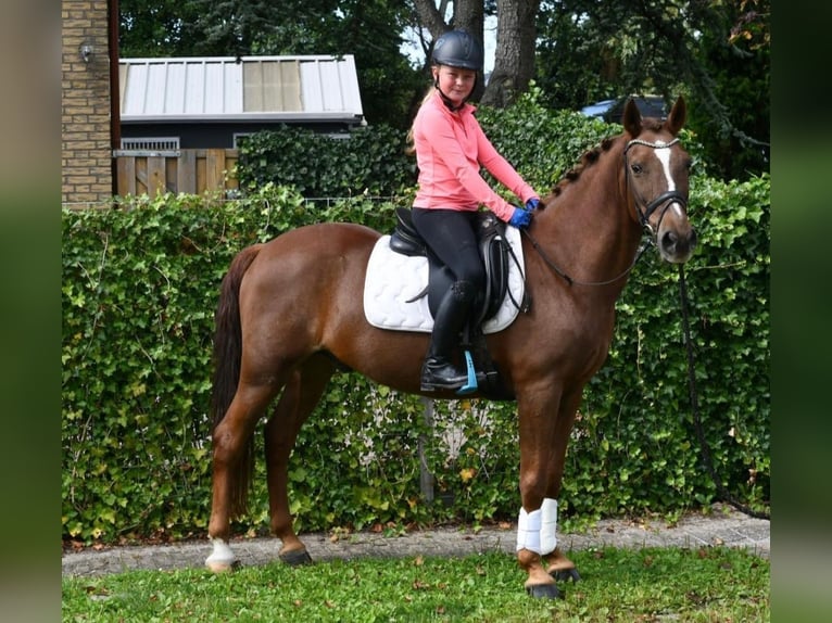 Andra raser Valack 7 år 143 cm fux in GROTE-BROGEL