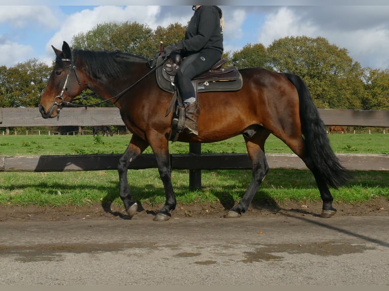 Andra raser Valack 8 år 149 cm Brun in Lathen