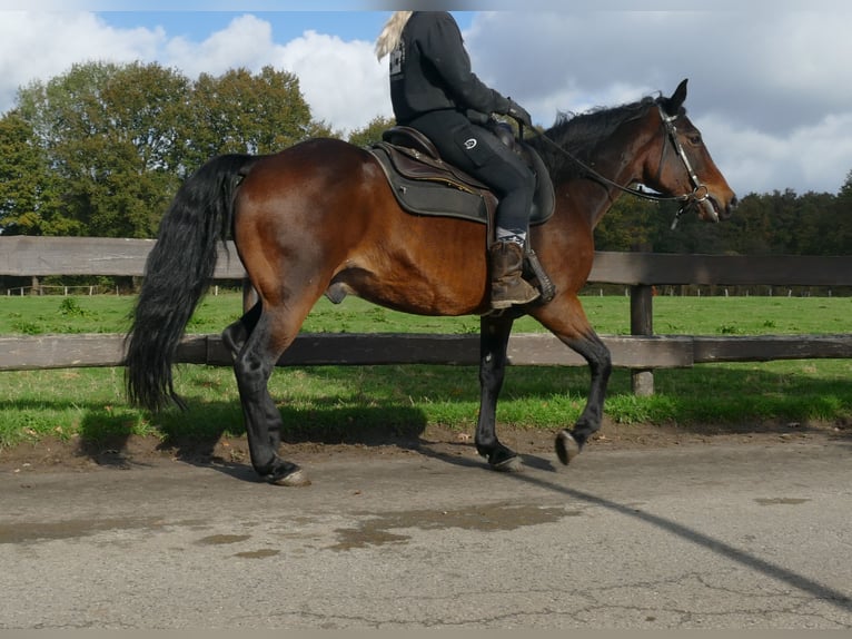 Andra raser Valack 8 år 149 cm Brun in Lathen