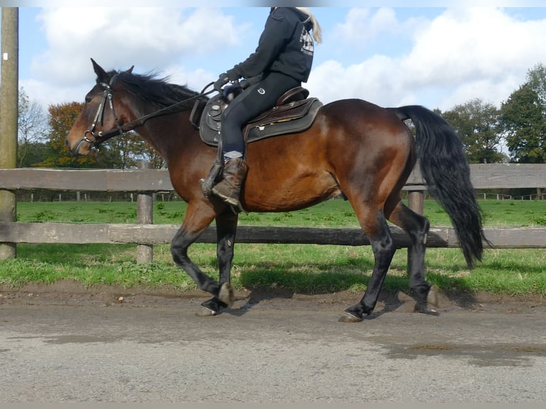 Andra raser Valack 8 år 149 cm Brun in Lathen