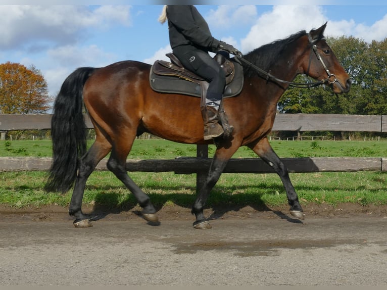 Andra raser Valack 8 år 149 cm Brun in Lathen