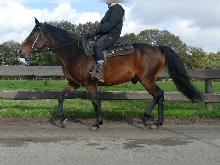 Andra raser Valack 8 år 149 cm Brun in Lathen