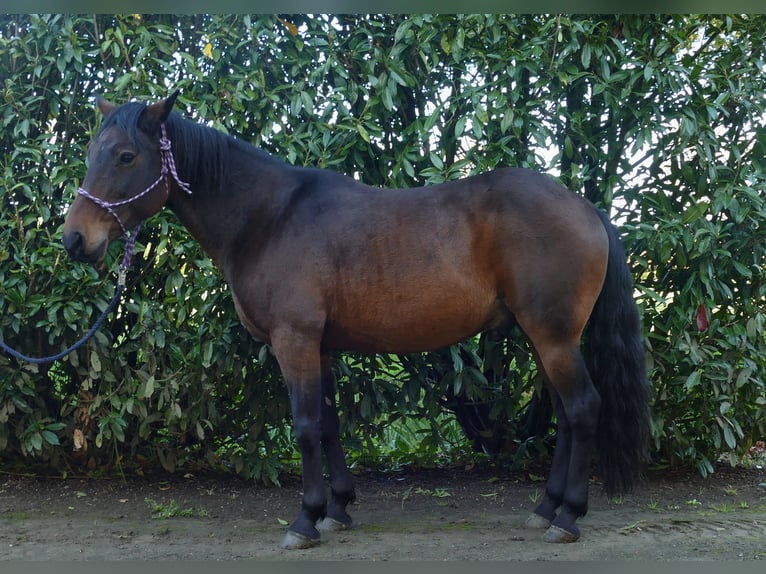 Andra raser Valack 8 år 149 cm Brun in Lathen